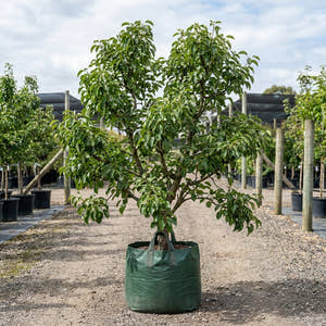 Josephine Pear - Pyrus communis ‘Josephine’