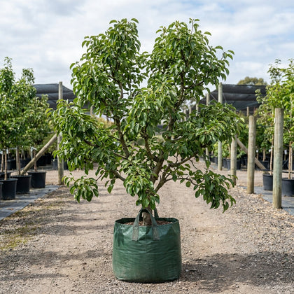 Josephine Pear - Pyrus communis 'Josephine'