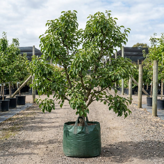 Josephine Pear - Pyrus communis 'Josephine'