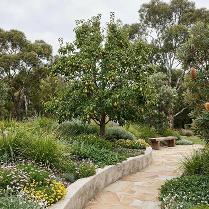 Josephine Pear - Pyrus communis 'Josephine'