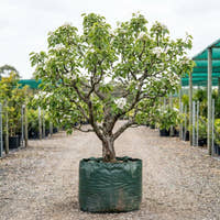 Josephine Pear - Pyrus communis ‘Josephine’