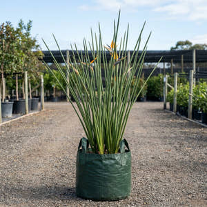 Juncea Bird of Paradise - Strelitzia parvifolia var. juncea