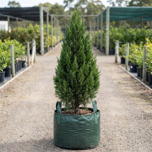 Keteleeri Juniper - Juniperus chinensis 'Keteleeri'