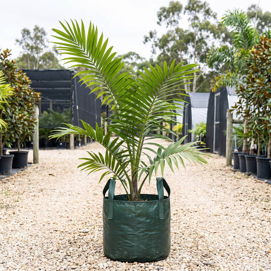 Dypsis ampasindavae
