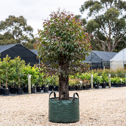 Broad-Leaved Ironbark - Eucalyptus fibrosa