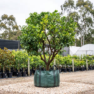 Pummelo - Citrus maxima