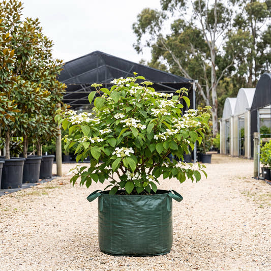 Mariesii Doublefile Viburnum - Viburnum plicatum ‘Mariesii’
