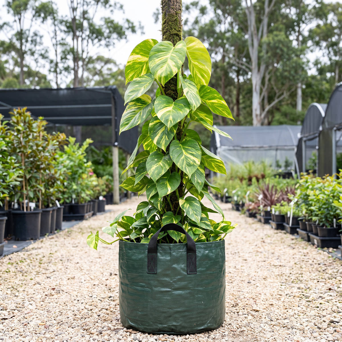 Devil’s Ivy (Totem) - Epipremnum aureum
