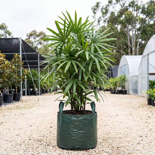 Lady Palm (Multi-Stem) - Rhapis excelsa