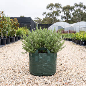 Coastal Rosemary - Westringia fruticosa