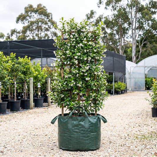 Star Jasmine (Espalier) - Trachelospermum jasminoides