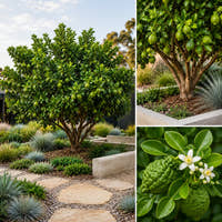 Kaffir Lime Tree - Citrus hystrix