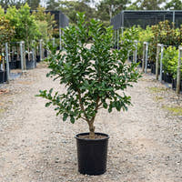 Kaffir Lime Tree - Citrus hystrix