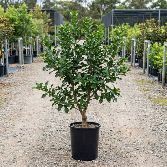 Kaffir Lime Tree - Citrus hystrix