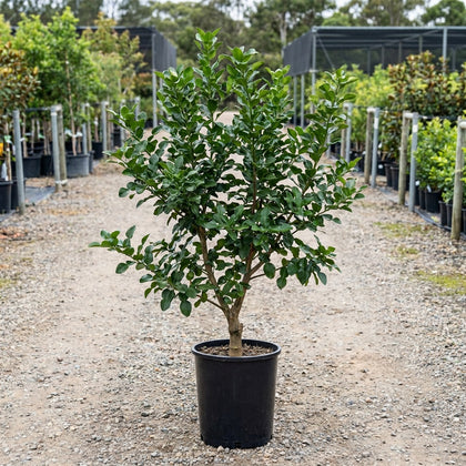 Kaffir Lime Tree - Citrus hystrix
