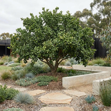 Kaffir Lime Tree - Citrus hystrix