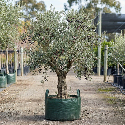 Kalamata Olive Tree - Olea europaea 'Kalamata'