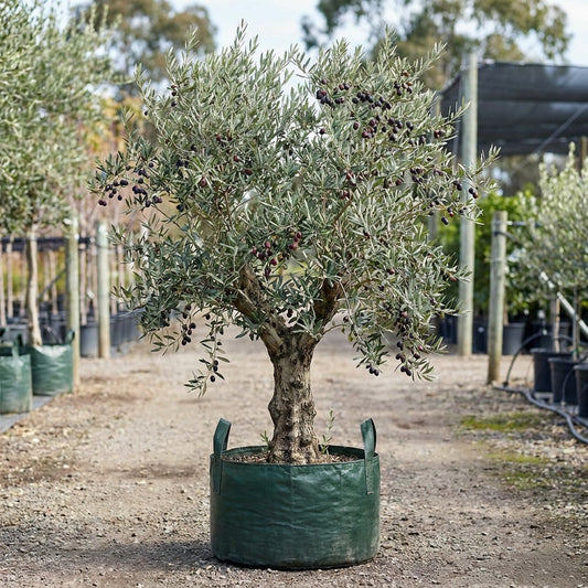 Kalamata Olive Tree - Olea europaea 'Kalamata'