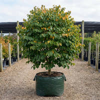 Katsura Tree - Cercidiphyllum japonicum