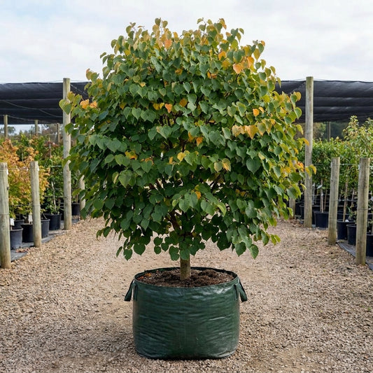 Katsura Tree - Cercidiphyllum japonicum