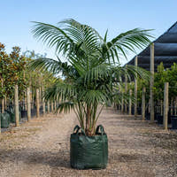 Kentia Palm - Howea forsteriana