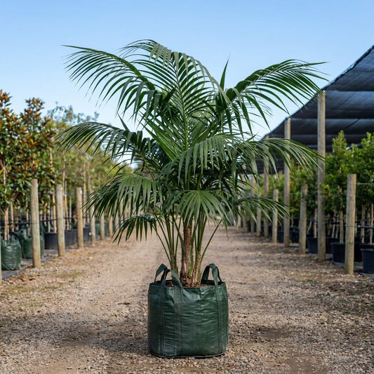 Kentia Palm - Howea forsteriana