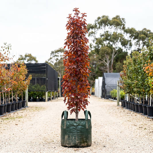 Armstrong Red Maple - Acer rubrum ‘Armstrong’