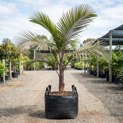 King Palm - Archontophoenix purpurea