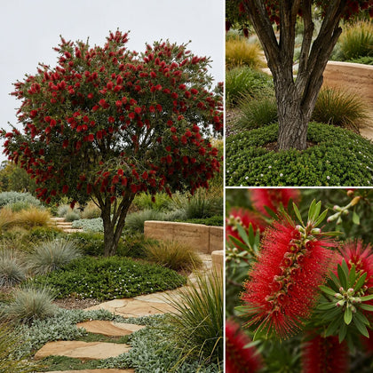 Kings Park Special Bottlebrush - Callistemon 'Kings Park Special'