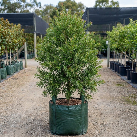Kings Park Special Bottlebrush - Callistemon 'Kings Park Special'