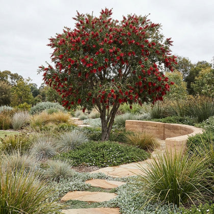 Kings Park Special Bottlebrush - Callistemon 'Kings Park Special'