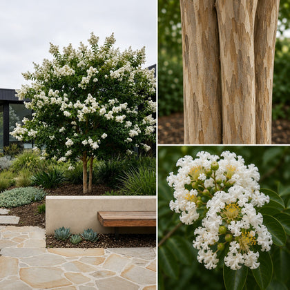 Kiowa Crepe Myrtle - Lagerstroemia fauriei ‘Kiowa’