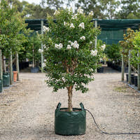 Kiowa Crepe Myrtle - Lagerstroemia fauriei ‘Kiowa’