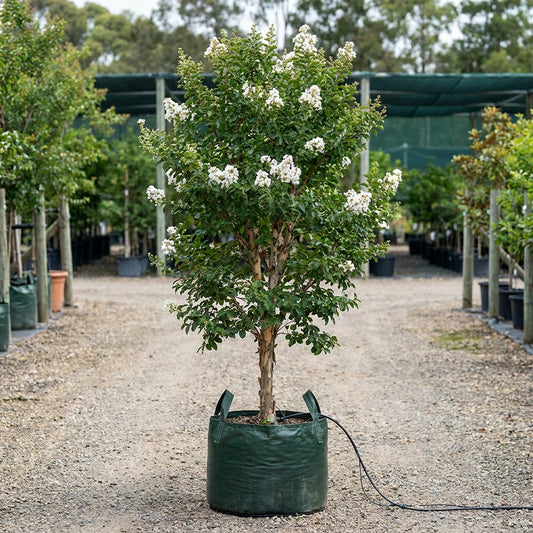Kiowa Crepe Myrtle - Lagerstroemia fauriei ‘Kiowa’