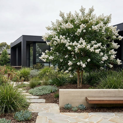 Kiowa Crepe Myrtle - Lagerstroemia fauriei ‘Kiowa’