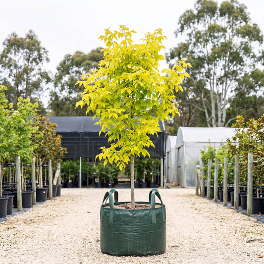 Kelly’s Gold Box Elder - Acer negundo ‘Kelly’s Gold’