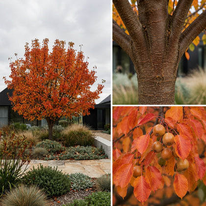 Korean Sun Pear - Pyrus fauriei 'Westwood Korean Sun'