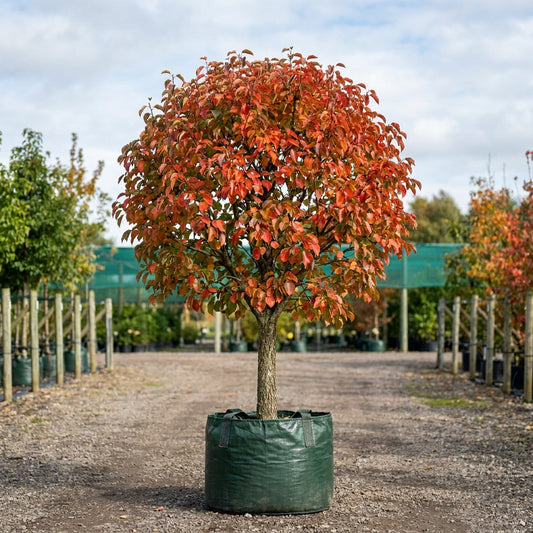 Korean Sun Pear - Pyrus fauriei 'Westwood Korean Sun'
