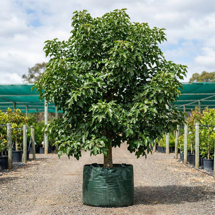 Kurrajong Tree - Brachychiton bidwillii