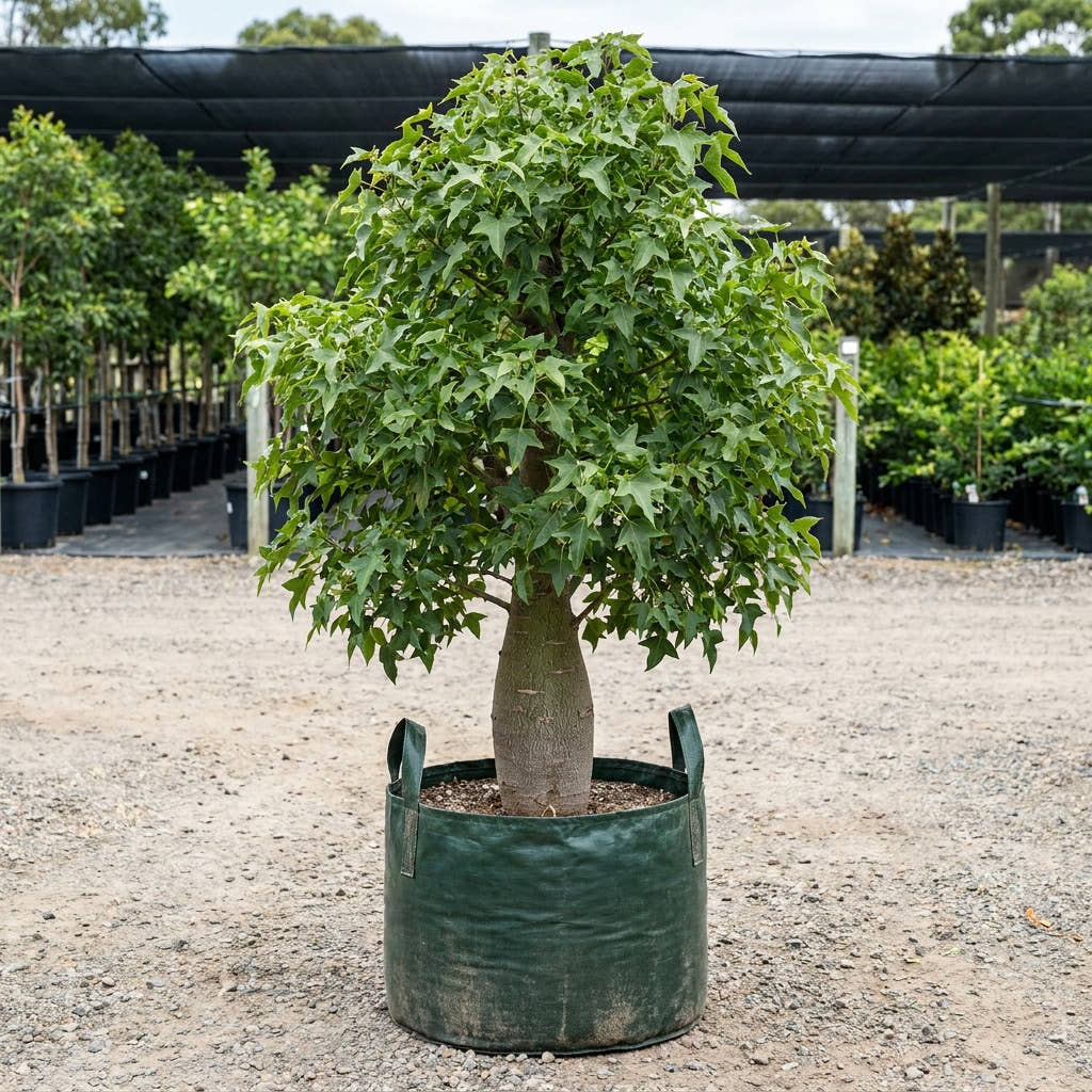 Kurrajong Tree - Brachychiton populneus