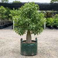 Kurrajong Tree - Brachychiton populneus