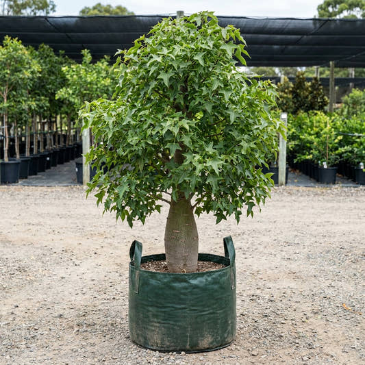 Kurrajong Tree - Brachychiton populneus