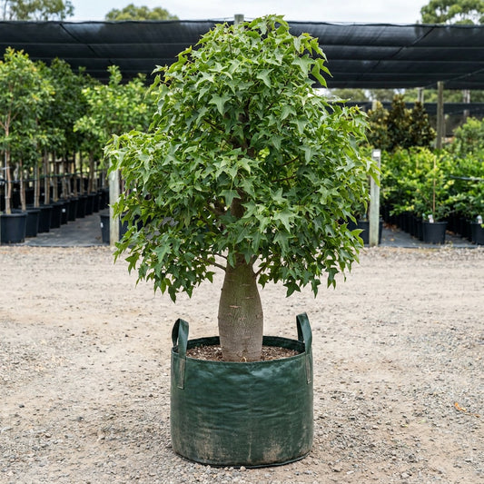 Kurrajong Tree - Brachychiton populneus