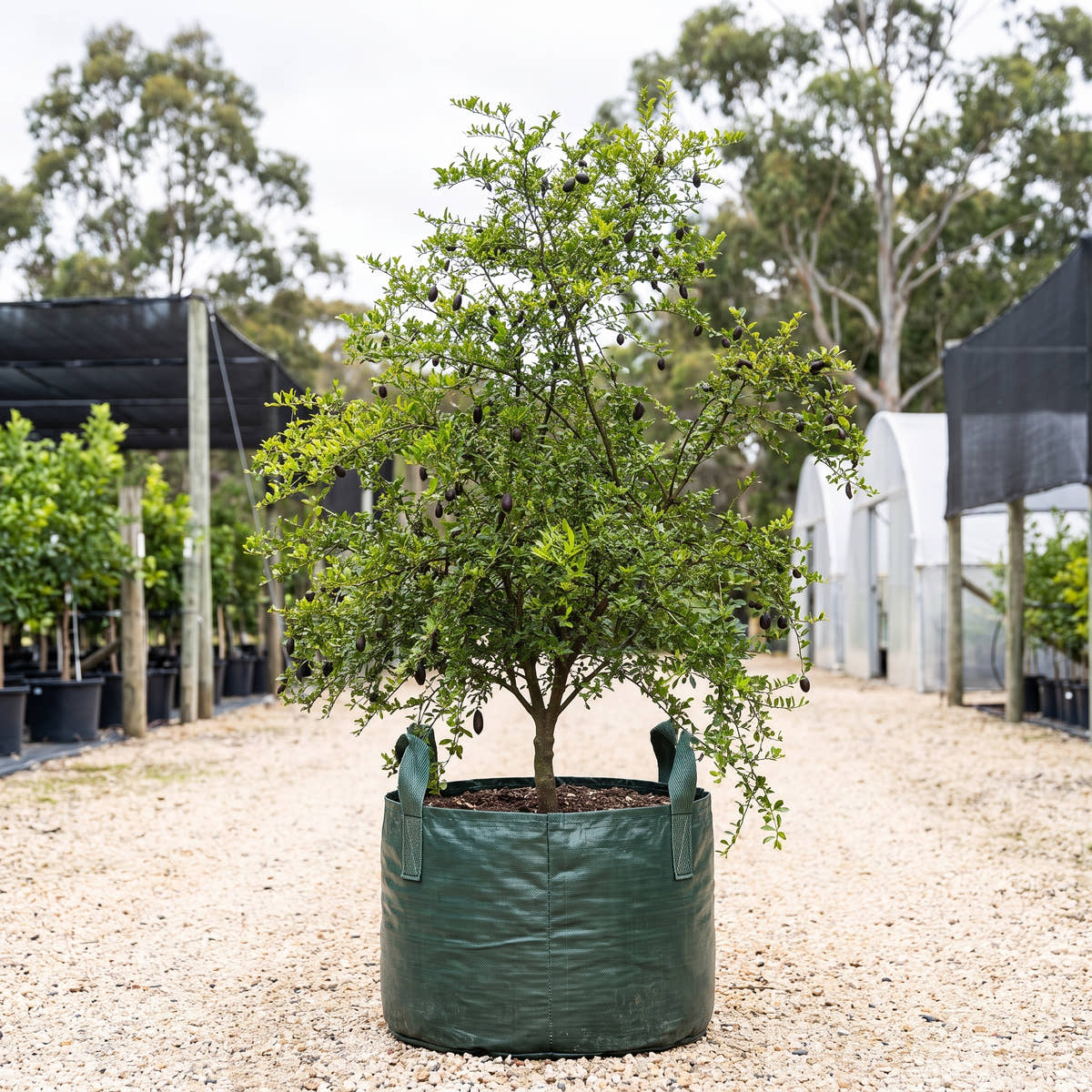 Australian Blood Finger Lime - Citrus australasica ‘Australian Blood’