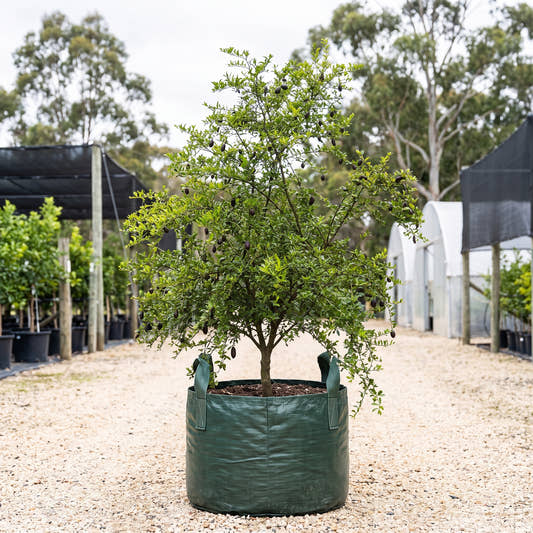 Australian Blood Finger Lime - Citrus australasica ‘Australian Blood’