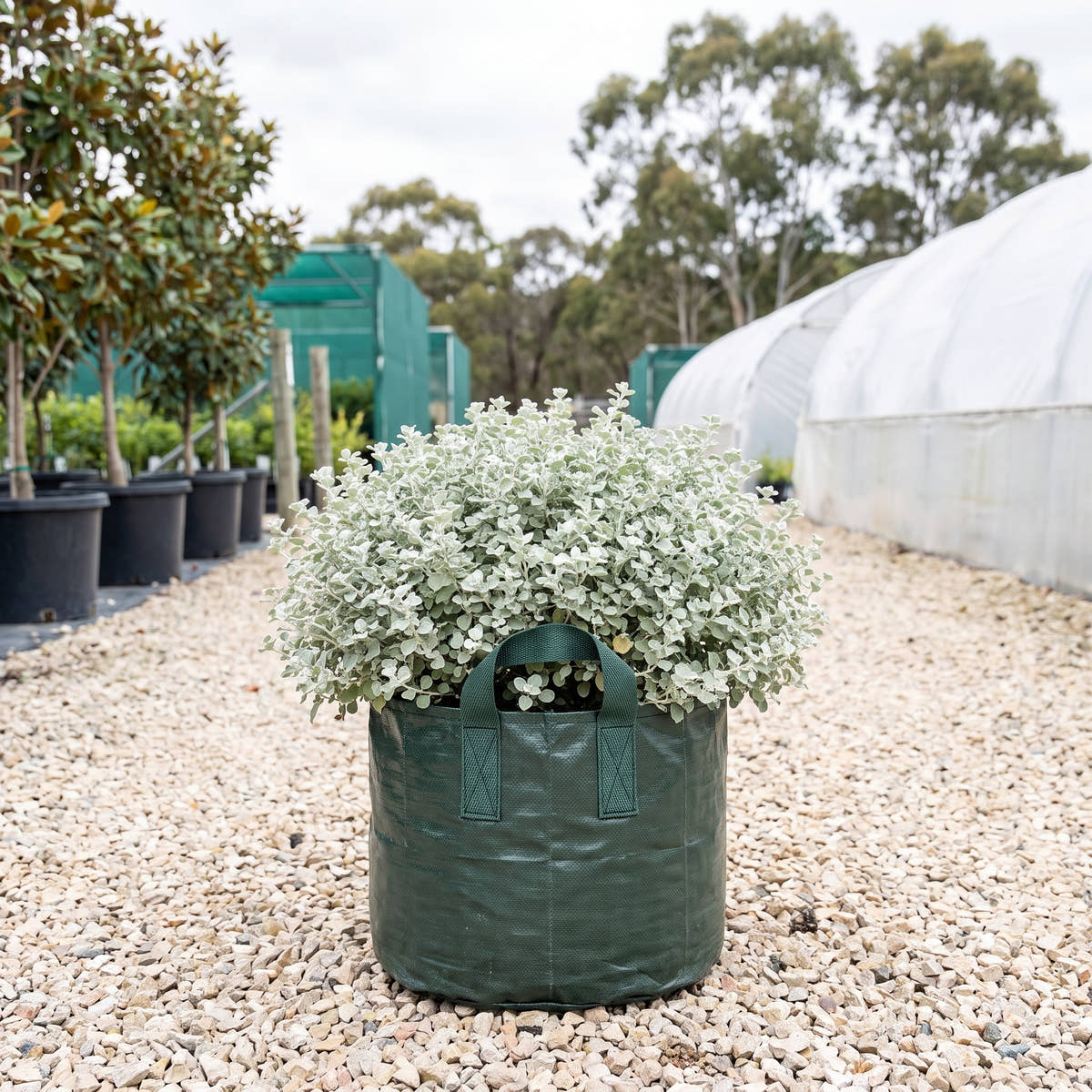 Licorice Plant - Helichrysum petiolare