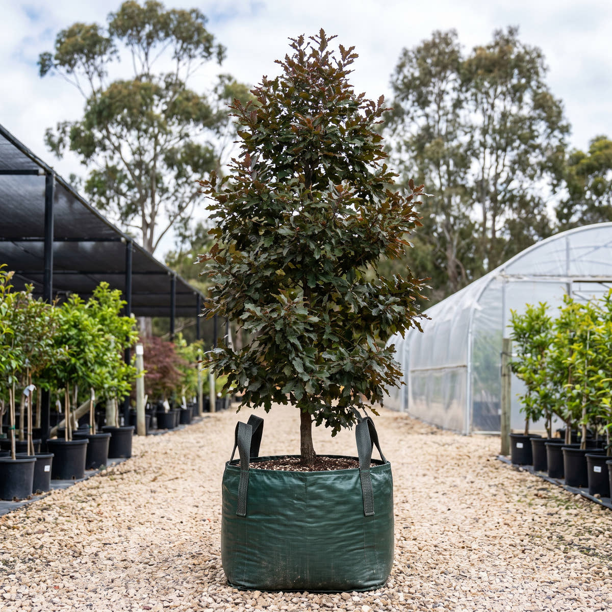 Crimson Spire Oak - Quercus x bimundorum ‘Crimschmidt’