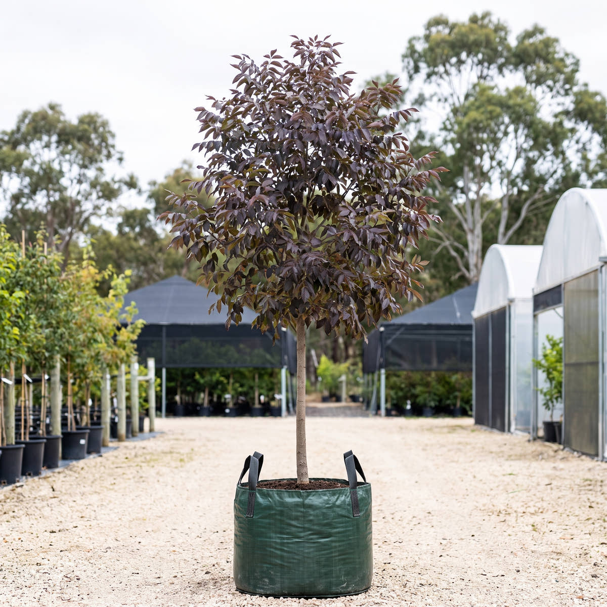 Autumn Applause White Ash - Fraxinus americana ‘Autumn Applause’