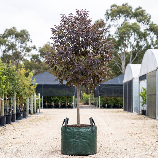 Autumn Applause White Ash - Fraxinus americana ‘Autumn Applause’