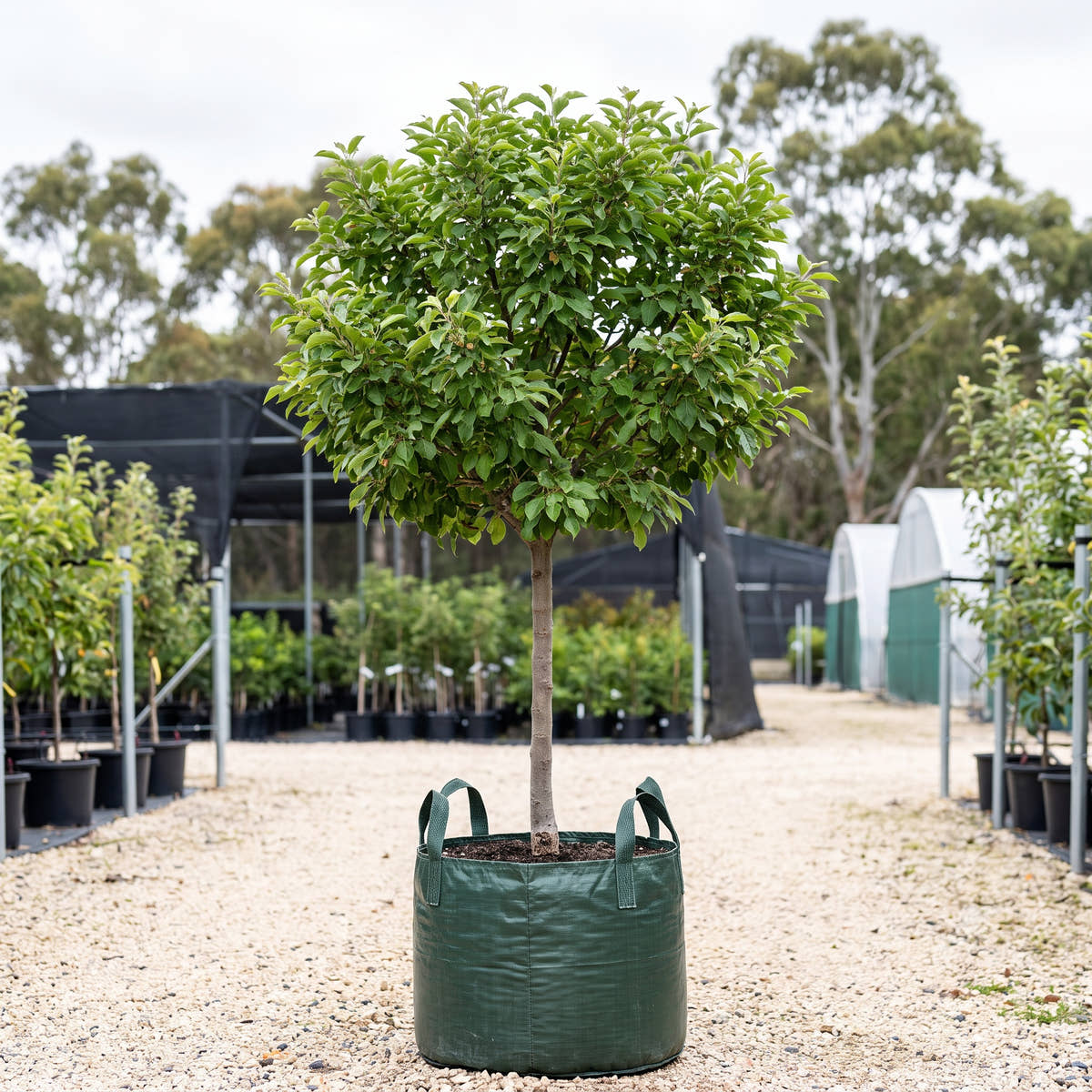 Double Flowering Crab Apple (Standard) - Malus ioensis ‘Plena’